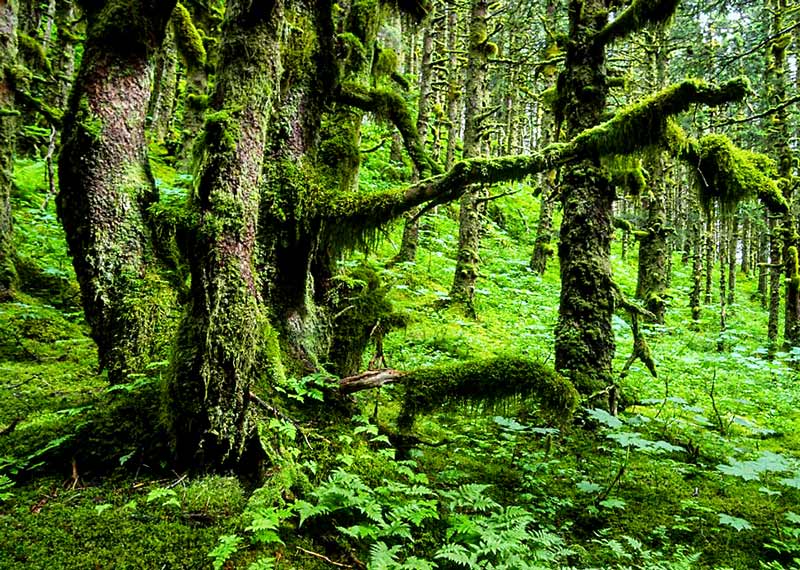 MO-Green-rainforest-trees